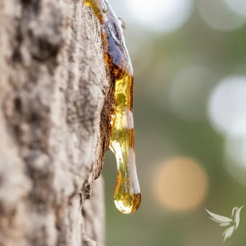 Copaiba / malý zázrak 25 ml