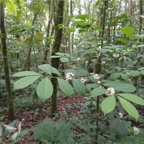 Modré maté – povzbudenie aj bez kávy