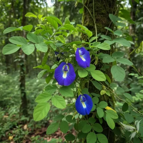 Clitoria Ternatea – Motýlí kvet / Modrý čaj
