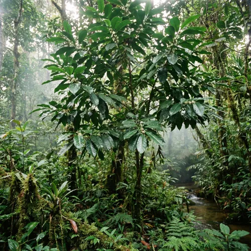 Wayusa (Guayusa) – Zdravé povzbuzenie z amazonského pralesa