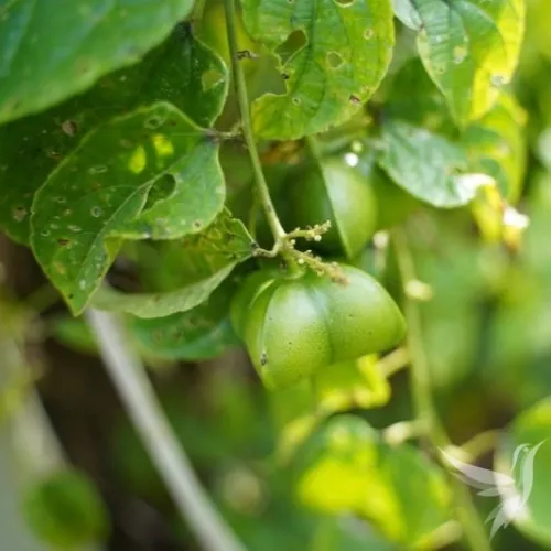 Oriešky Sacha Inchi - mleté plody v kapsulách