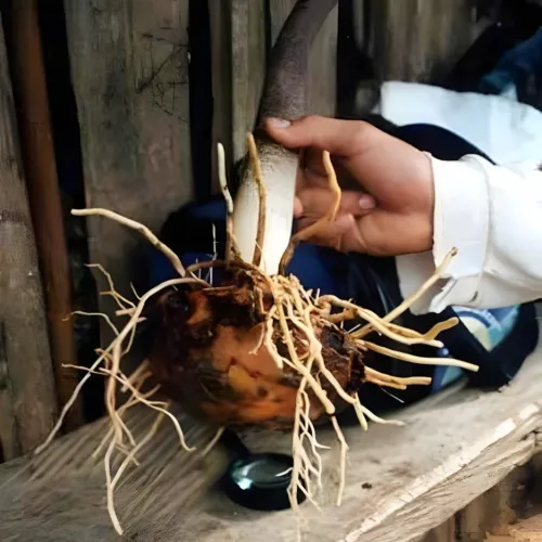 Jergon Sacha prášok