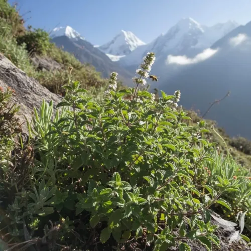 Respiro – Pre voľný dych