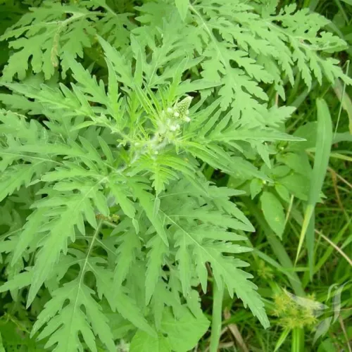 Marco tablety extrakt - Inca Botanica