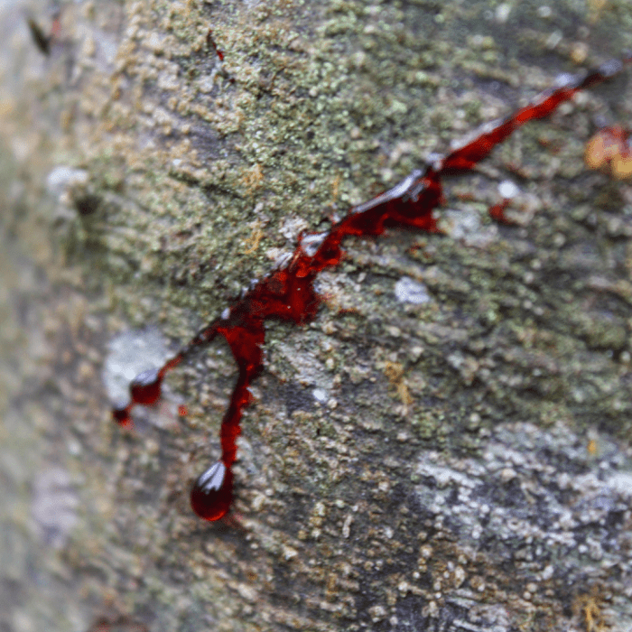 Dračia krv (Croton Lechleri) Dračia krv (Croton Lechleri)