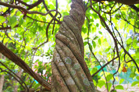 Ayahuasca (Banisteriopsis caapi)