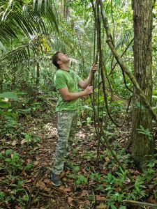 Ayahuasca (Banisteriopsis caapi)