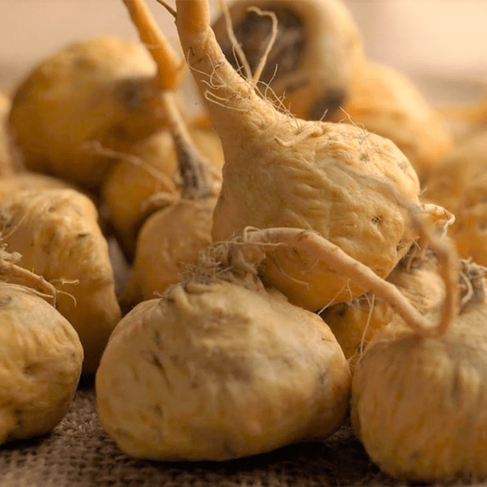 Maca (Lepidium Meyenii) Maca (Lepidium Meyenii)